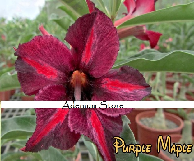 (image for) New Adenium \'Purple Maple\' 5 Seeds